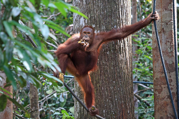 Orang Utan